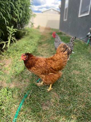 Golden Chicken Bracelet - Lucy